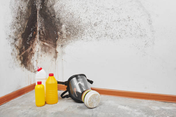 Best Commercial Mold Removal  in Salida, CO
