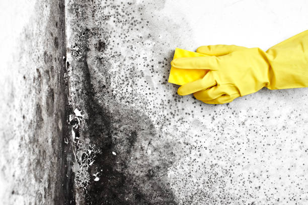 Best Attic Mold Removal  in Salida, CO