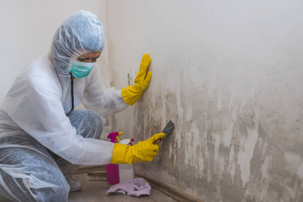 Best Mold Testing  in Salida, CO