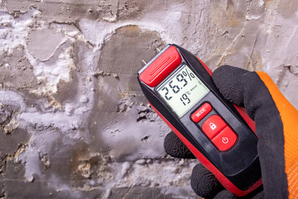 Best Best Mold Removal Companies  in Salida, CO