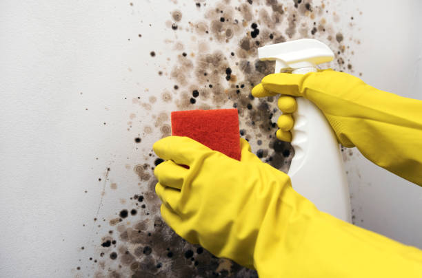 Best Mold Remediation Services  in Salida, CO