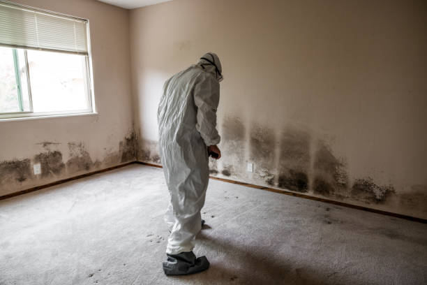 Trusted Salida, CO Mold Removal Experts