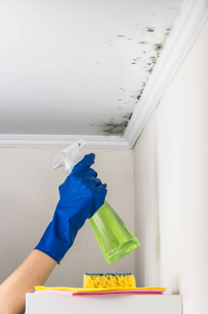 Best Mold Remediation  in Salida, CO
