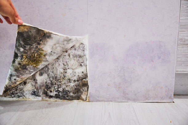 Best Professional Mold Removal  in Salida, CO